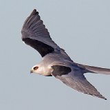 12SB0384 White-tailed Kite